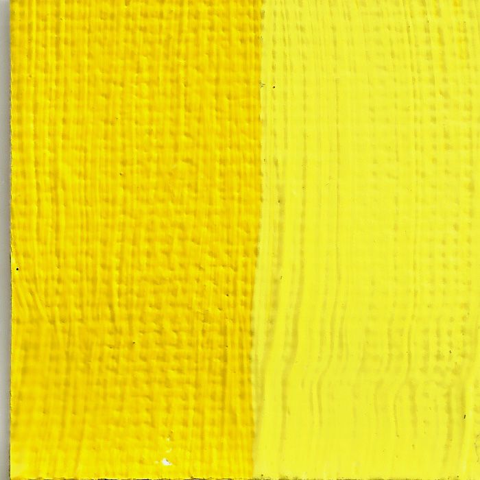Chrome Yellow Primrose